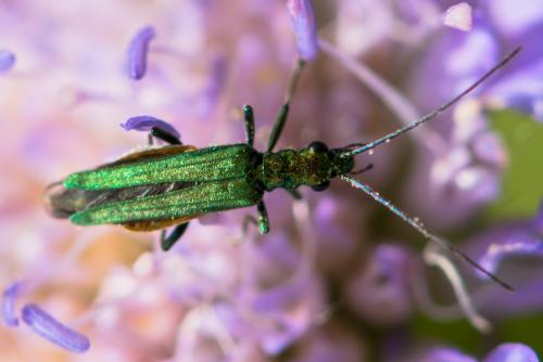 Oedemera nobilis
